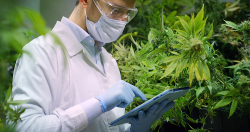 Two Top-Tier Profitable Cannabis Testing Labs in California