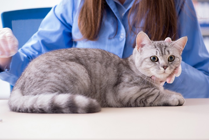 Long Established At-Home Veterinary Practice in South Florida