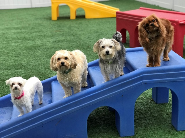 Beautiful Pet Daycare Spa and Boarding in Great Location