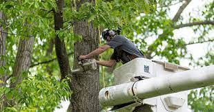 Over 40 Years of Tree Care Service