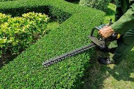 Landscaping Business focused on Pruining-337908-DV