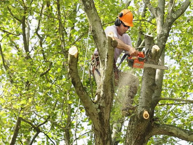 Quality Tree Trimming Service