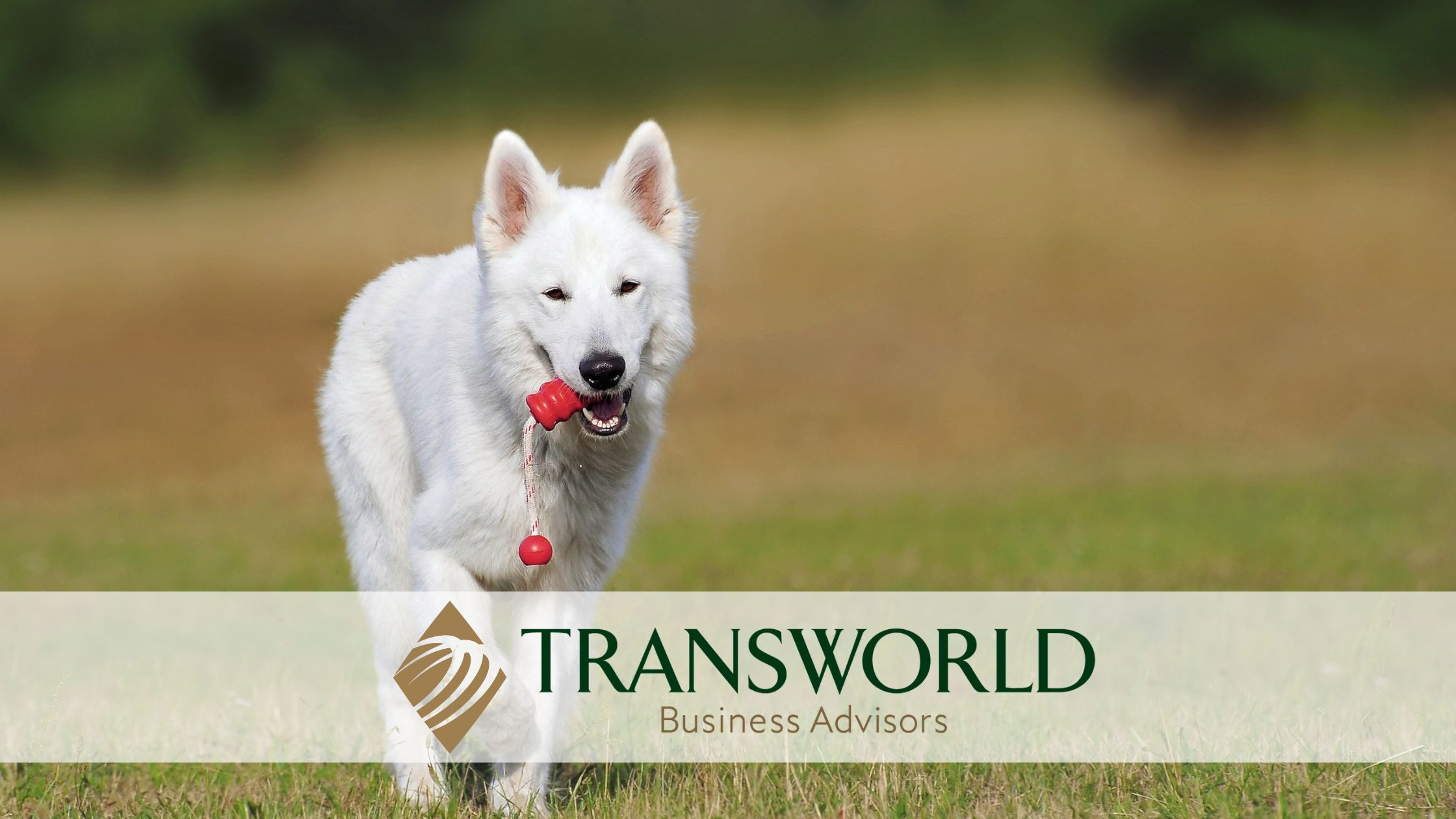 Award-Winning Dog Training & Boarding Facility