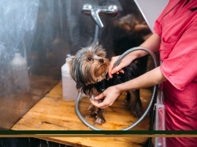Turn-Key Pet Grooming School For Sale