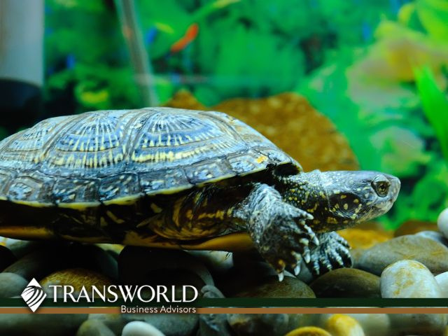 Well established and unique all turtle online business