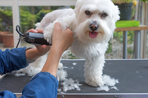 Mobile Pet Grooming Gem for Sale with Seller Financing