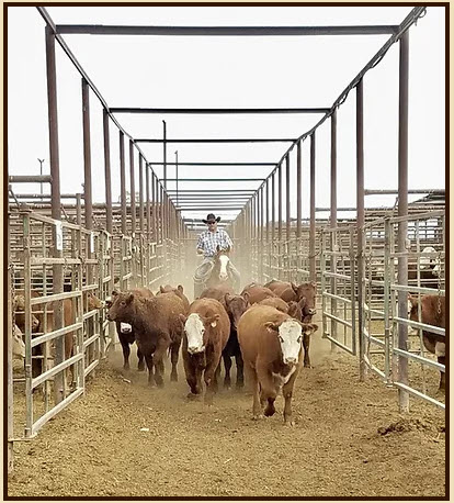 SW USA Cattle Auction with Real Estate (2.8M included)