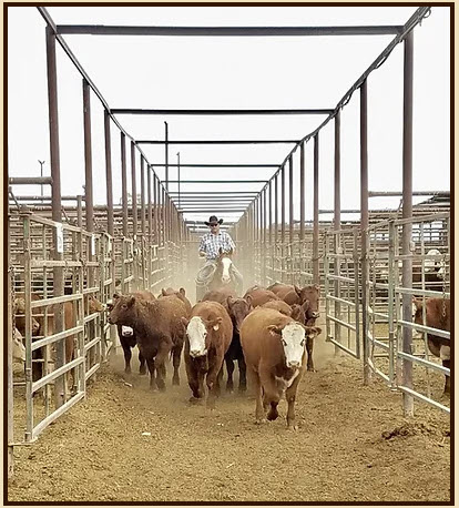 SW USA Cattle Auction with Real Estate 