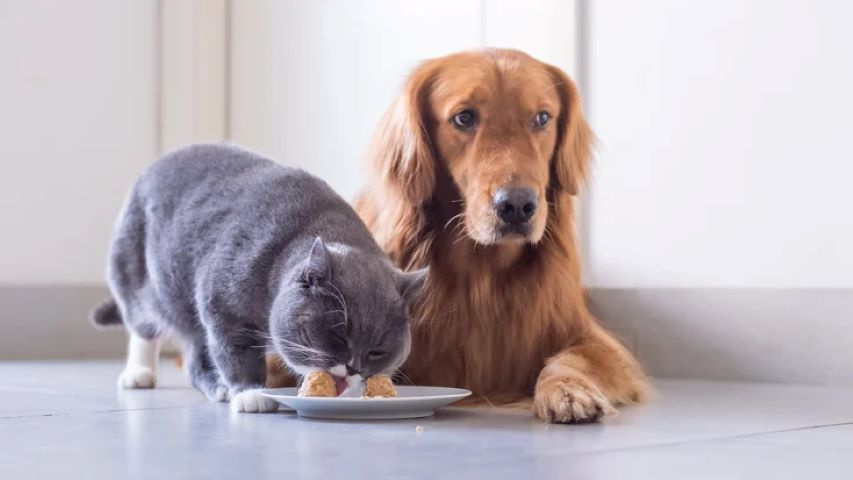 Growing Business in the Booming Specialty Pet Food Market