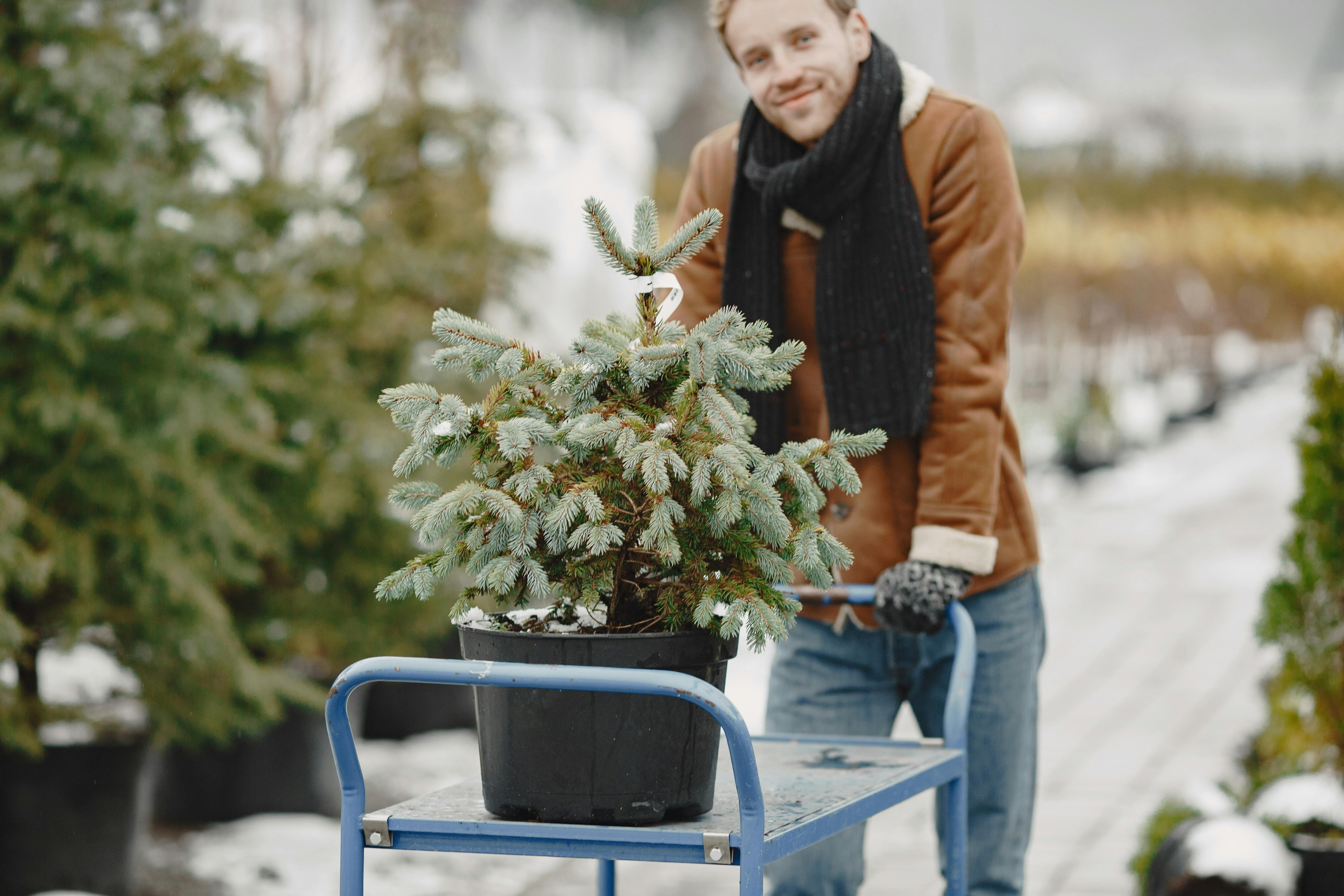 Seasonal Christmas Tree Business