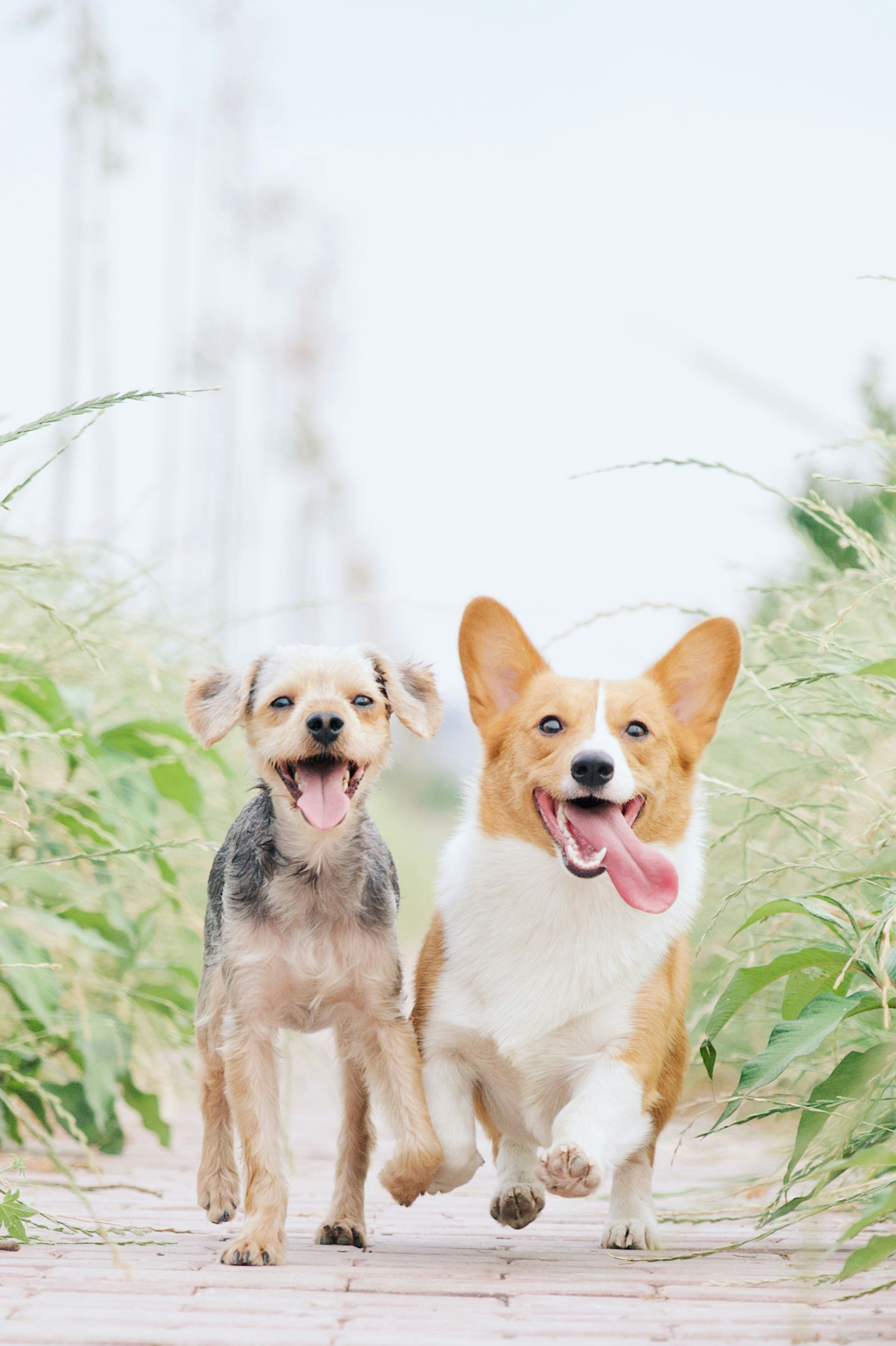 First Class Canine Daycare, Training, Boarding, and Grooming 