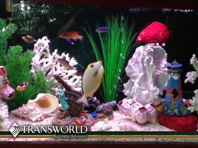 Aquarium Designer Established 1986, Set up and Maintain Aquarium