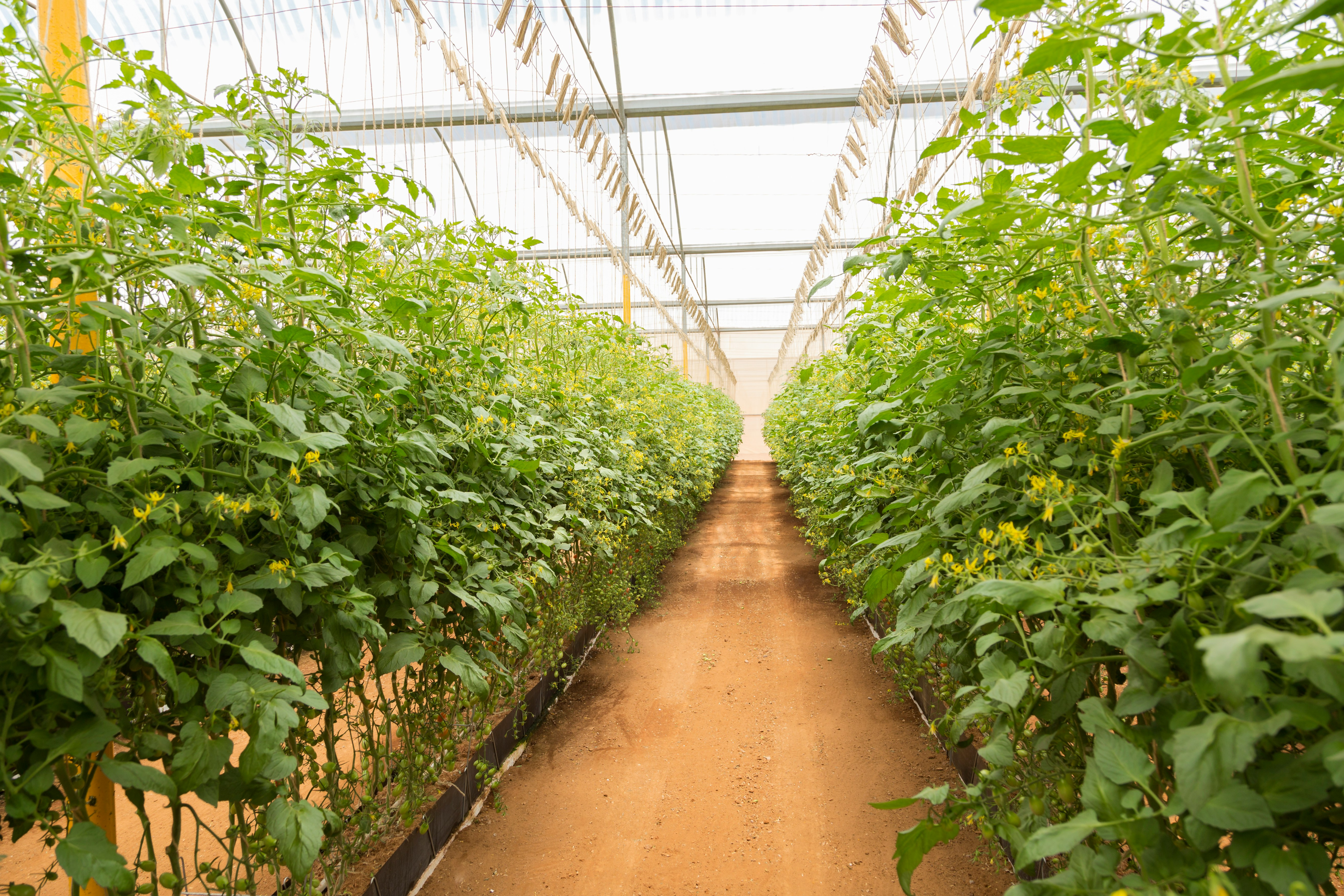 Ready-to-Grow: Nursery, Event Venue, & Real Estate