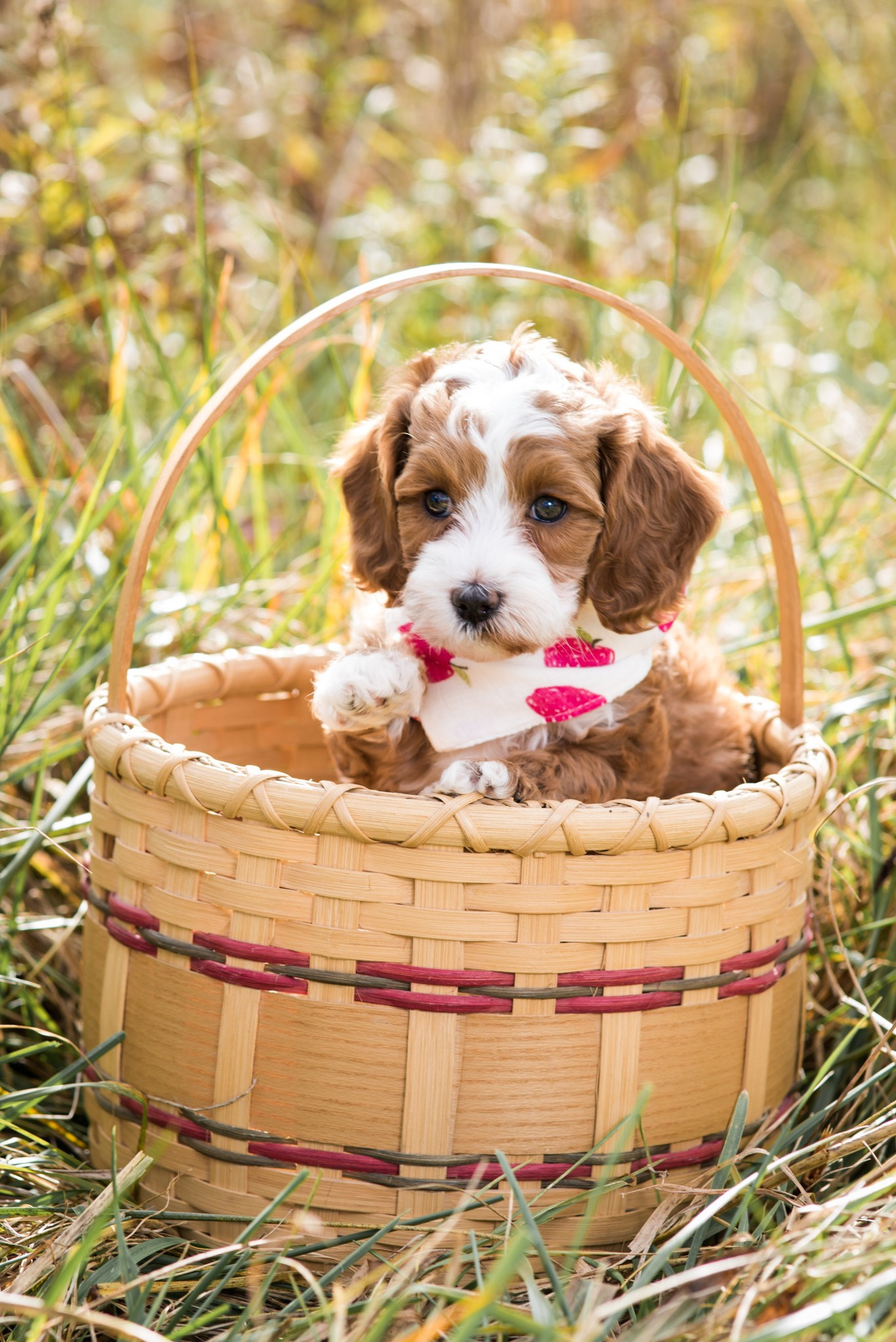 Love dogs? Pet Breeding Business with Unlimited Potential