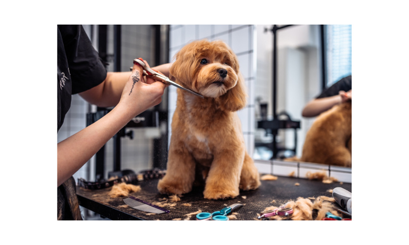 Semi-Absentee Profitable Dog Grooming Salon