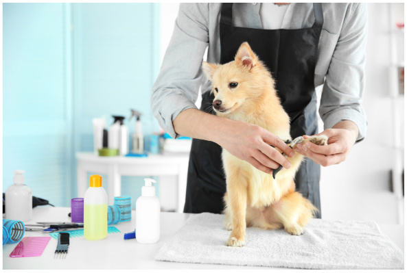 Dog Grooming Business for Sale in Las Vegas