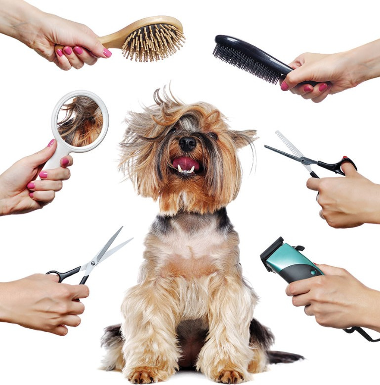 For Sale: Thriving Mobile Pet Grooming Business in Southern CA