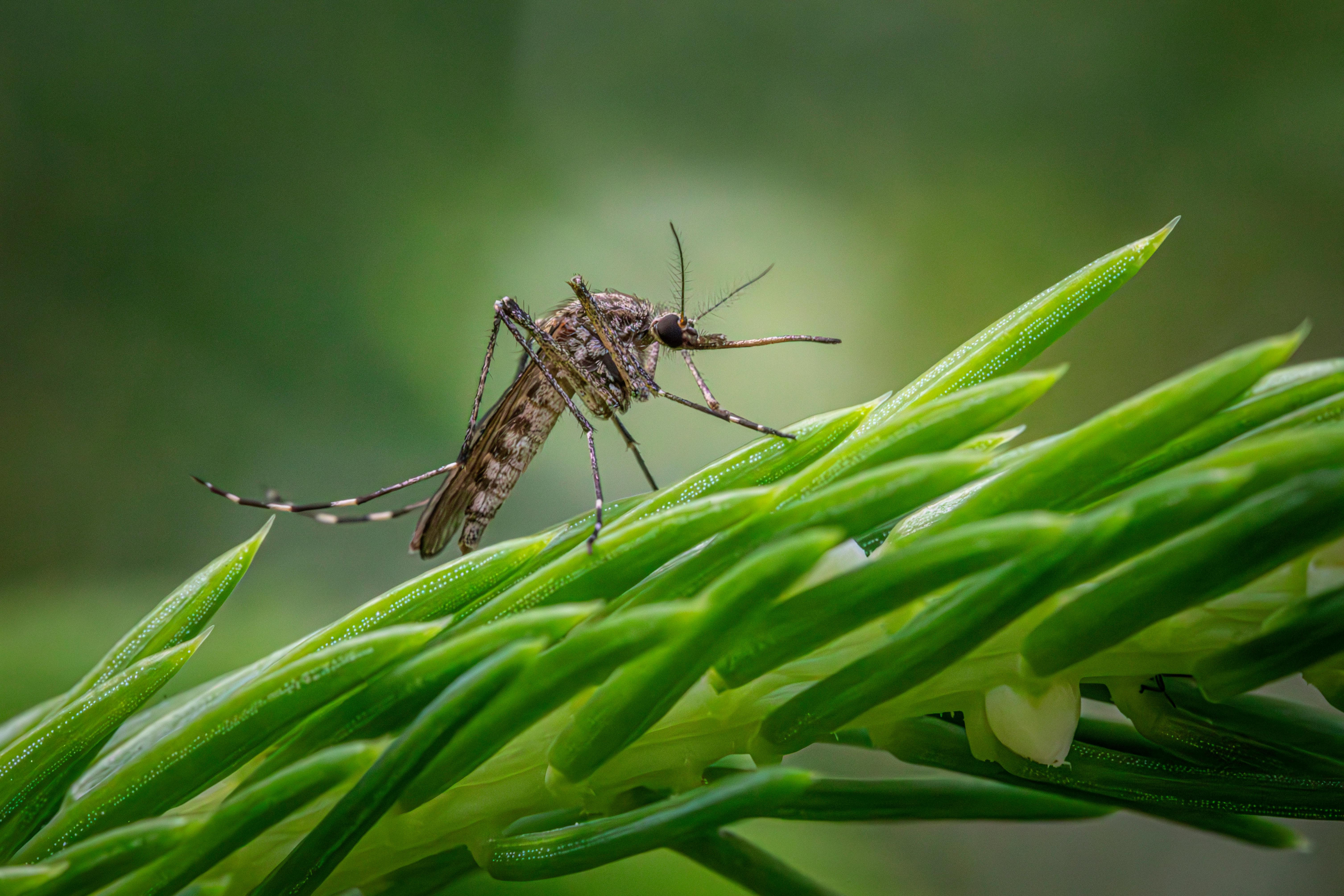 Mosquito Shield Franchise in the western suburbs of Chicago