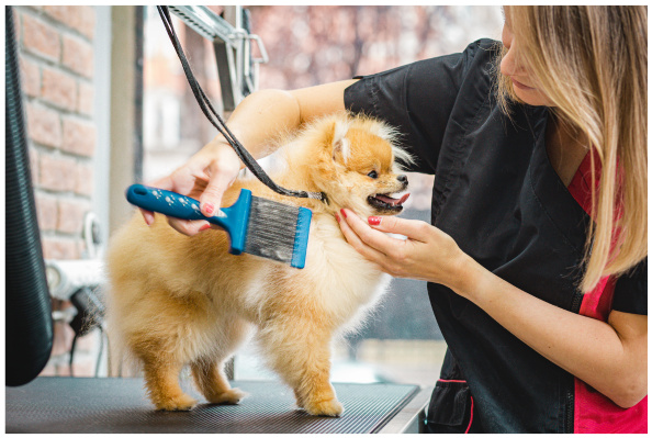 One-of-a-Kind Pet Grooming Business