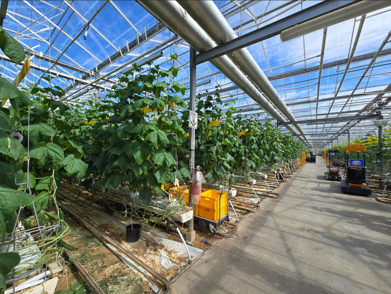 Thriving greenhouse-grown vegetables  