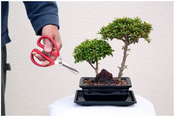 Trusted Online Bonsai Tree Retailer: 18+ Yrs, Trademark, Website