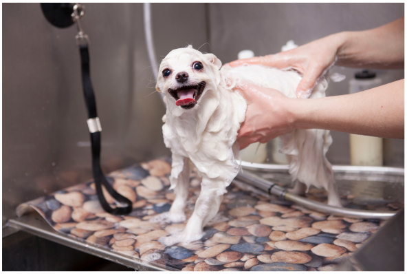 Established Dog Grooming Facility in Ideal Shopping Center