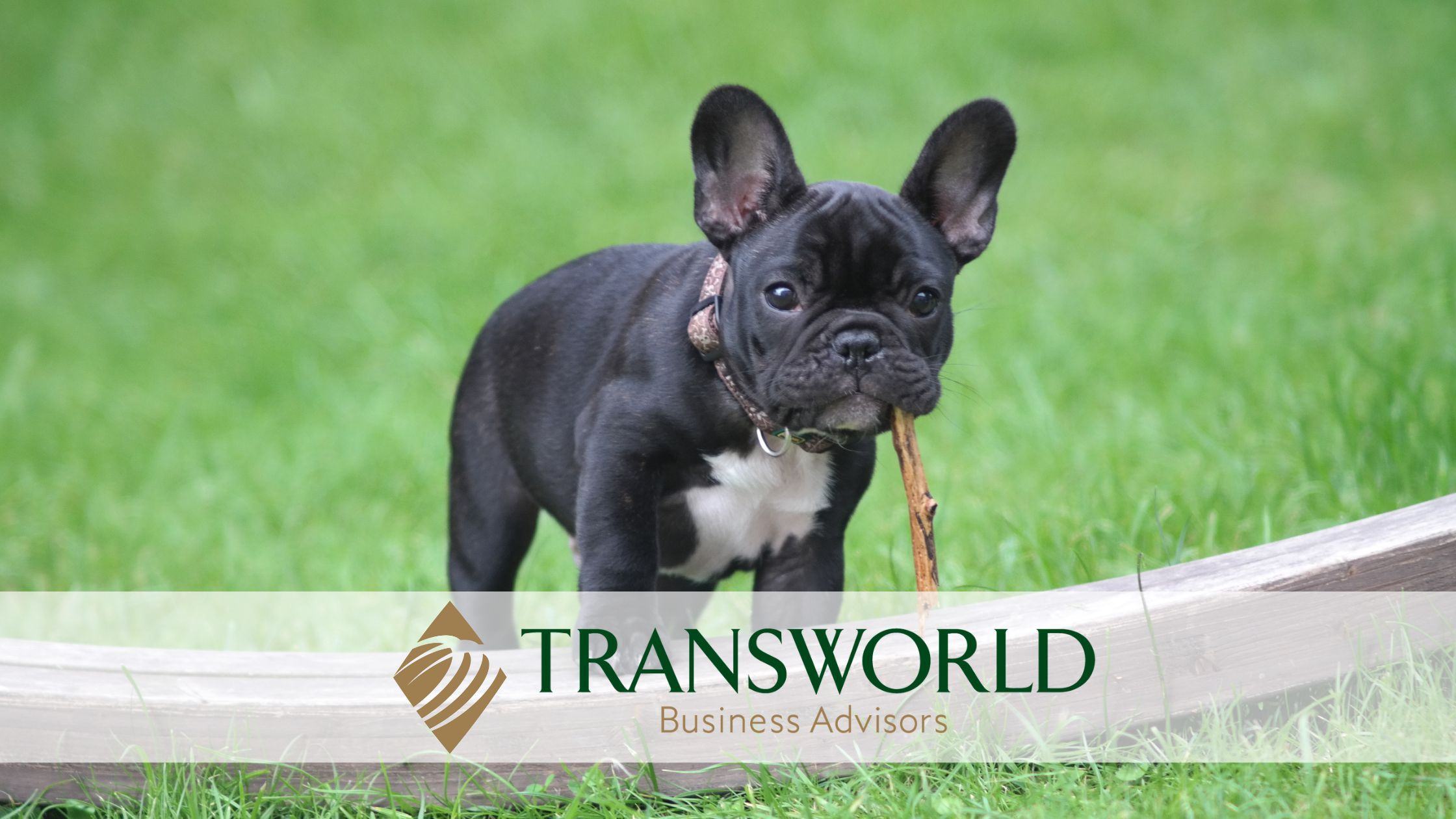 Profitable and Popular Dog Boarding Facility, UNDER CONTRACT