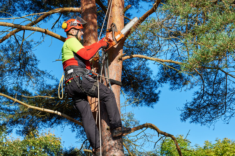 Tree Service in North Atlanta