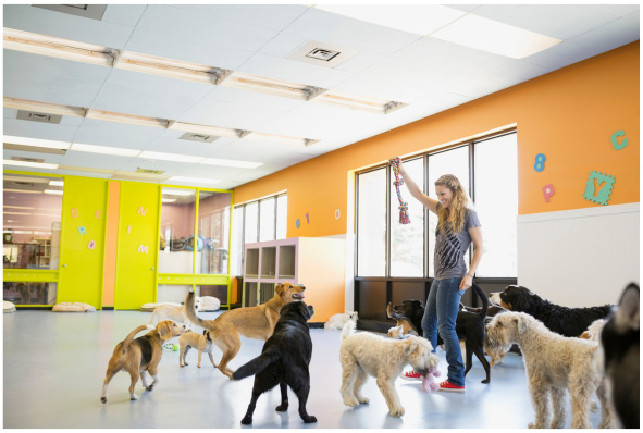 Profitable Dog Boarding & Day Care Facility in Desirable Location