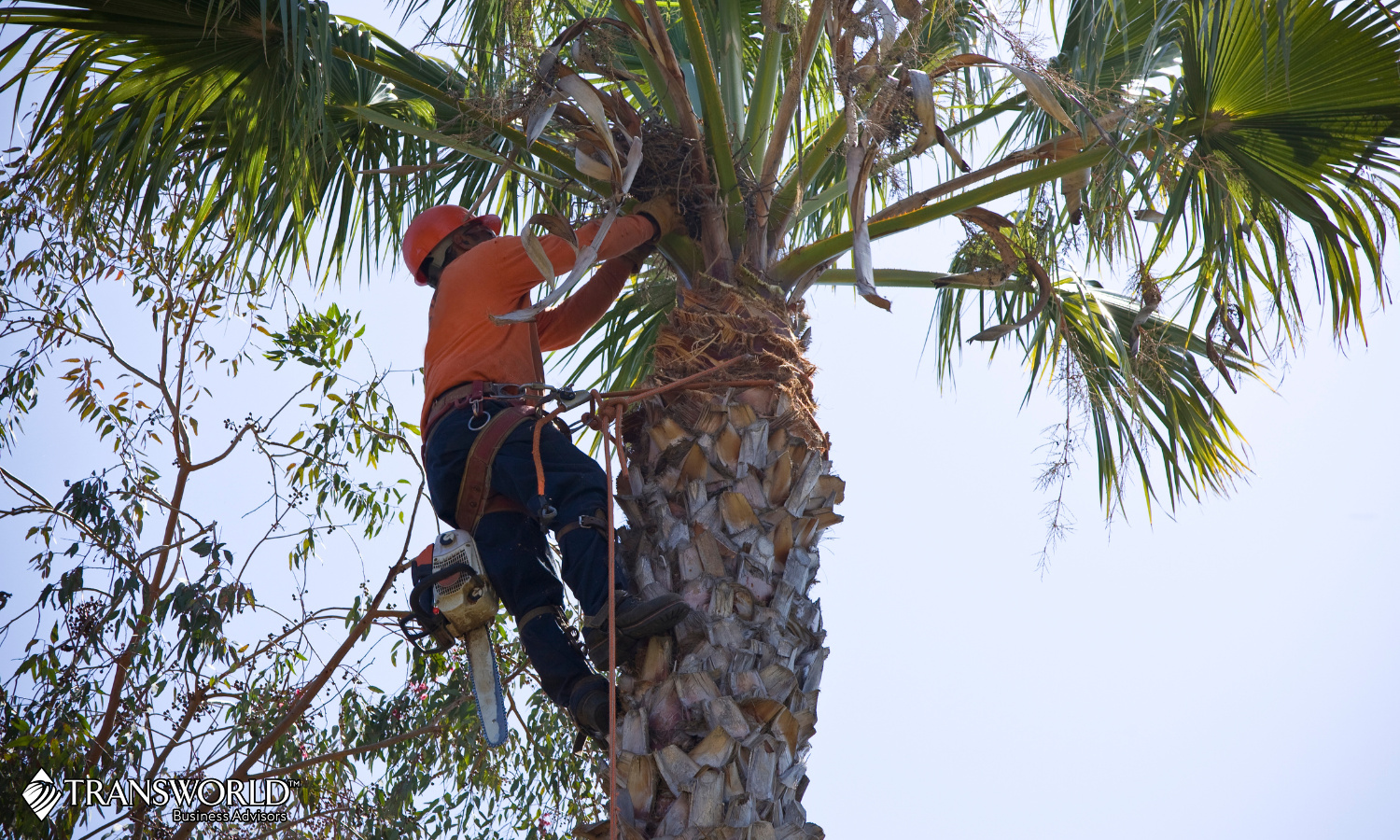 Turnkey Tree Service with Deep-Rooted Success!