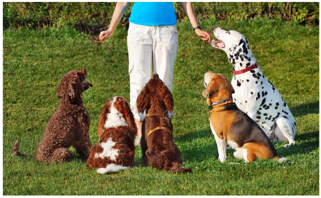 Premier Pet Care Opportunity: Dog Training & Boarding Facility