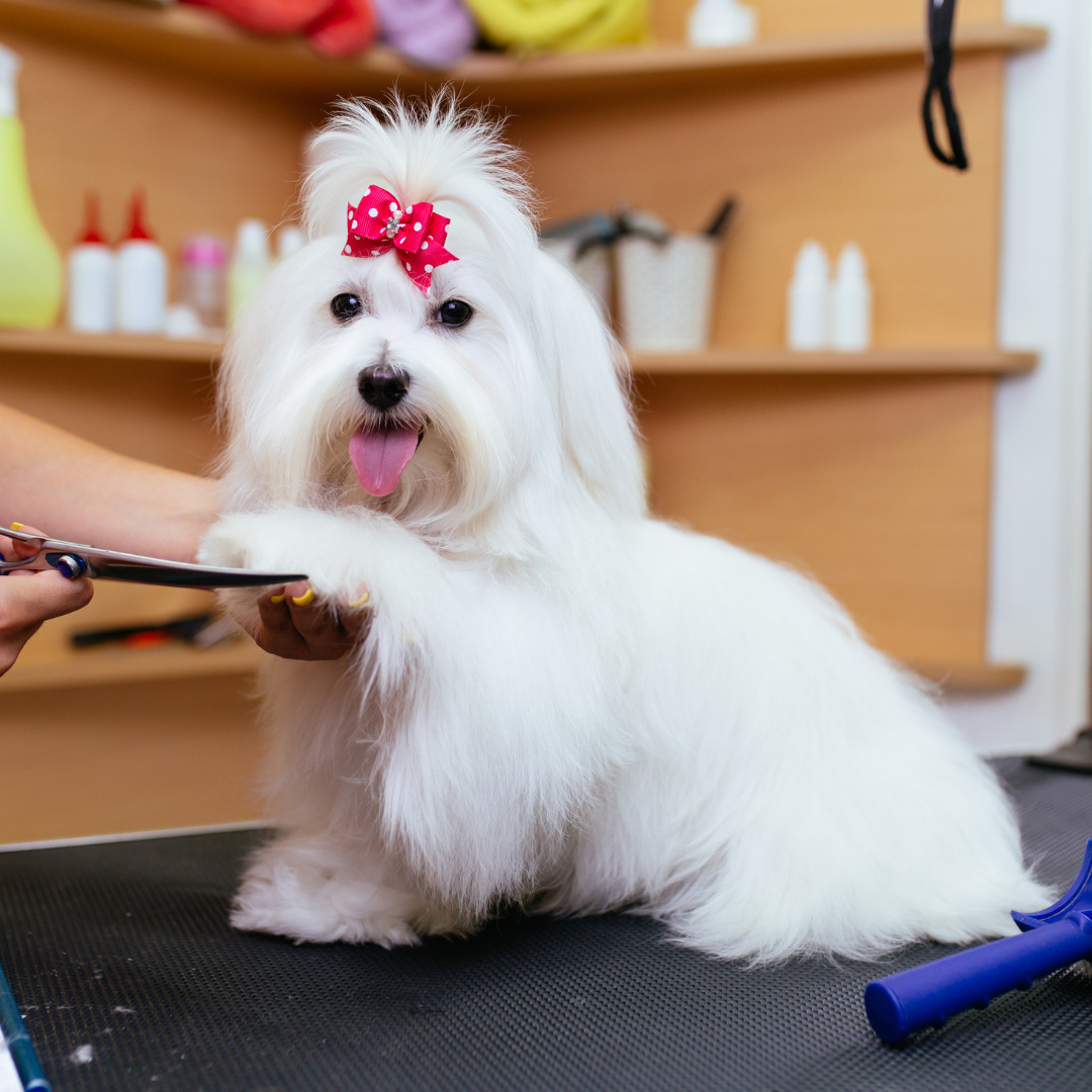 Established Pet Grooming Salon with Loyal Clients 