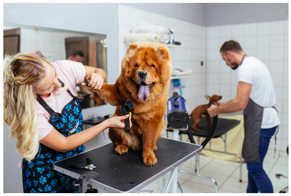 Premier Pet Grooming Business in Growing Area