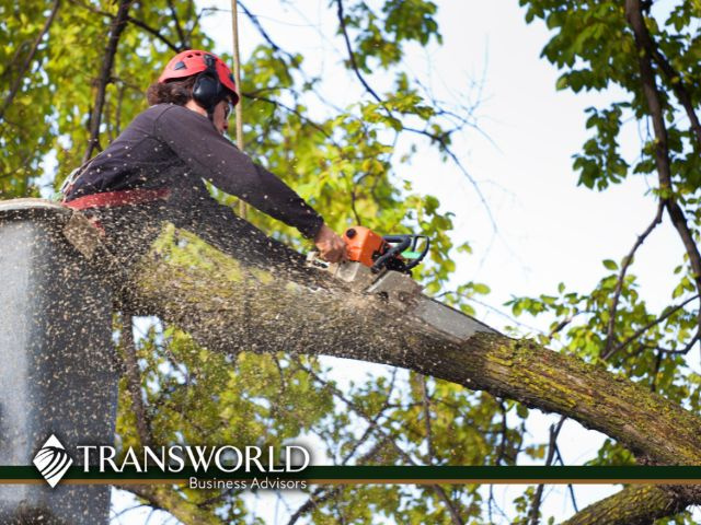 Growing in Opportunity: Tree Service in Northern Virginia 