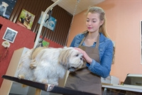 BRING OFFERS! LV Pet Grooming, Boarding & Spa, Motivated Seller!