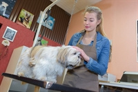 REDUCTION, BRING OFFERS! Las Vegas Pet Grooming, Boarding & Spa