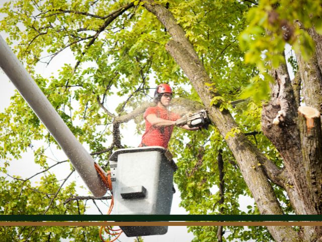 Full Service Tree Removal, Maintenance