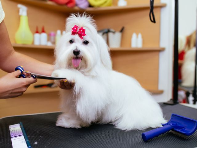 Amazing Pet Supply/Grooming Store in North Dallas Area!