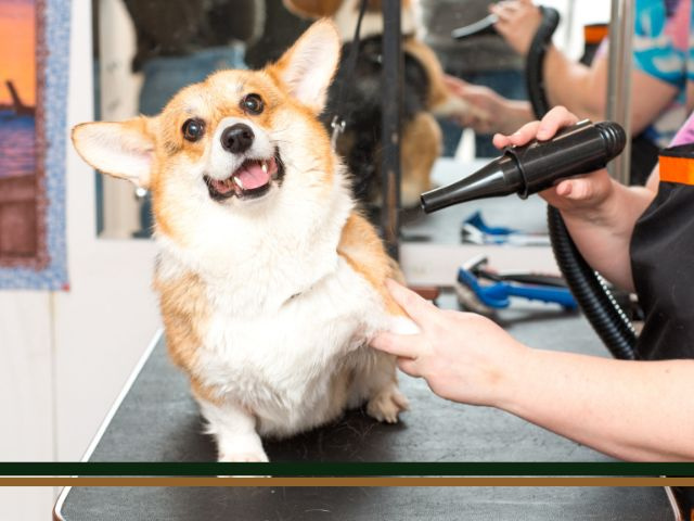 Pet Groomers Own Your Own Shop Today