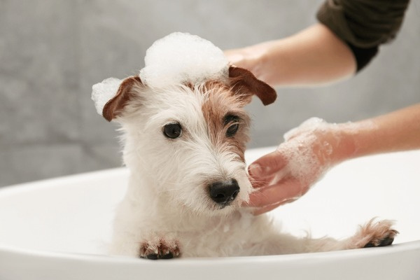 Potential Owner Absentee Pet Grooming Business in Broward, FL