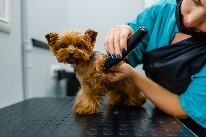 Popular Dog Grooming Business for Sale in Seacoast NH