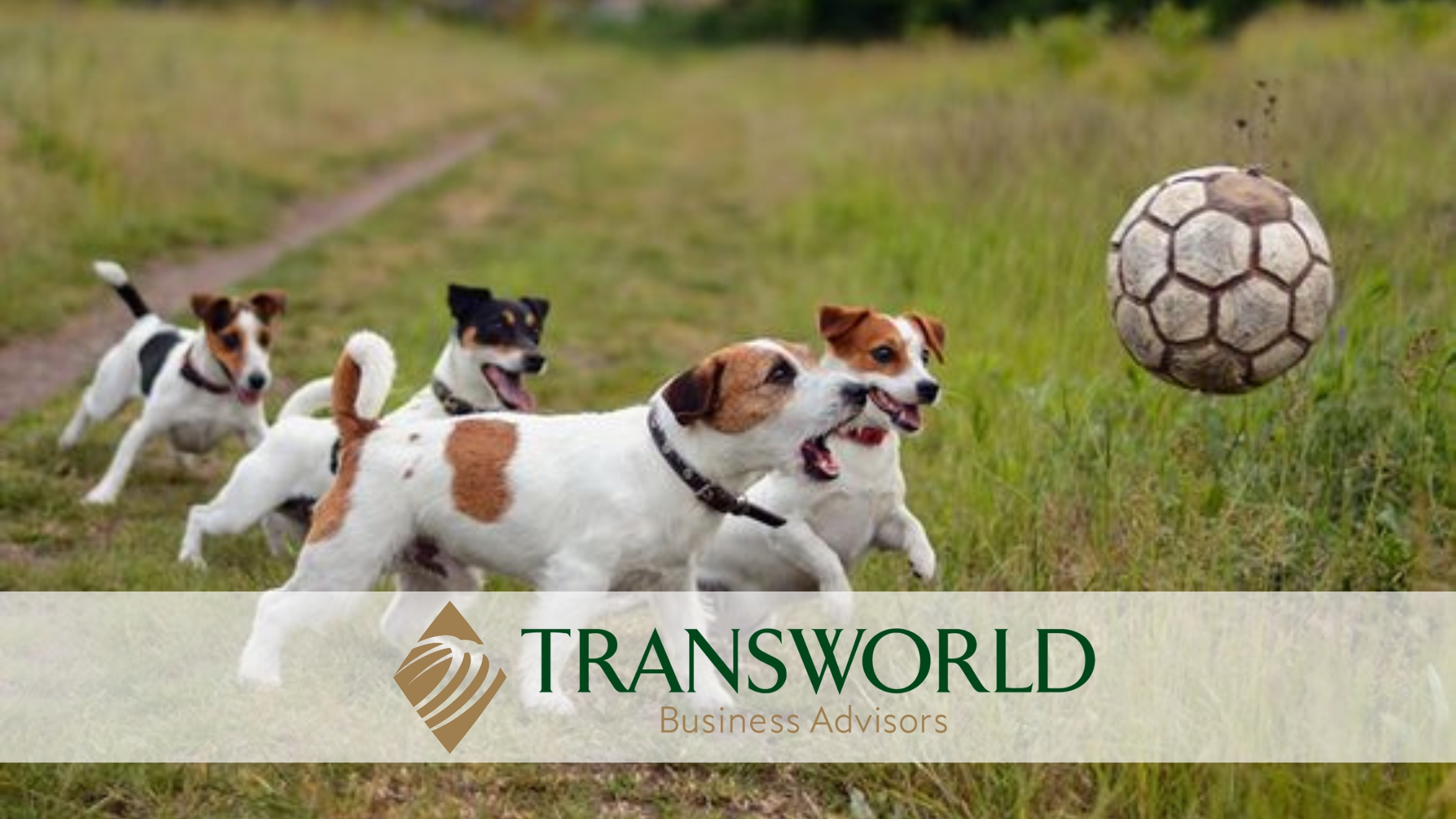 Unique Dog Boarding Facility in Great Location