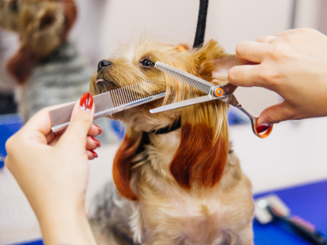 Established Pet Grooming Salon in Hudson Valley