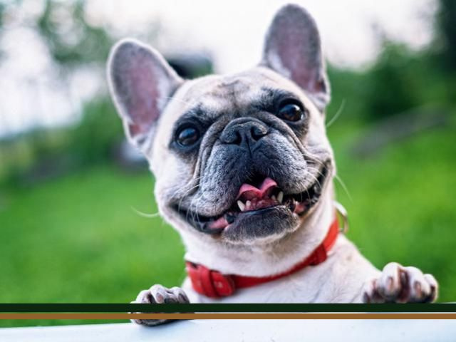 Thriving Dog Daycare Business with Unique Amenities