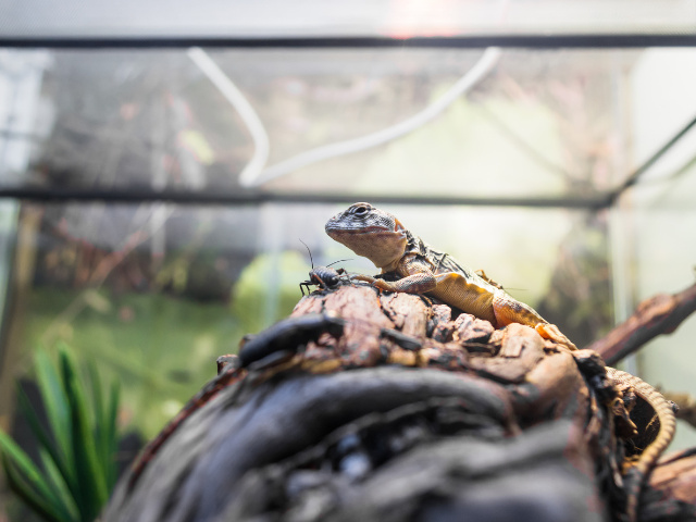 Wings, Whiskers & Scales – Niche Pet Shop