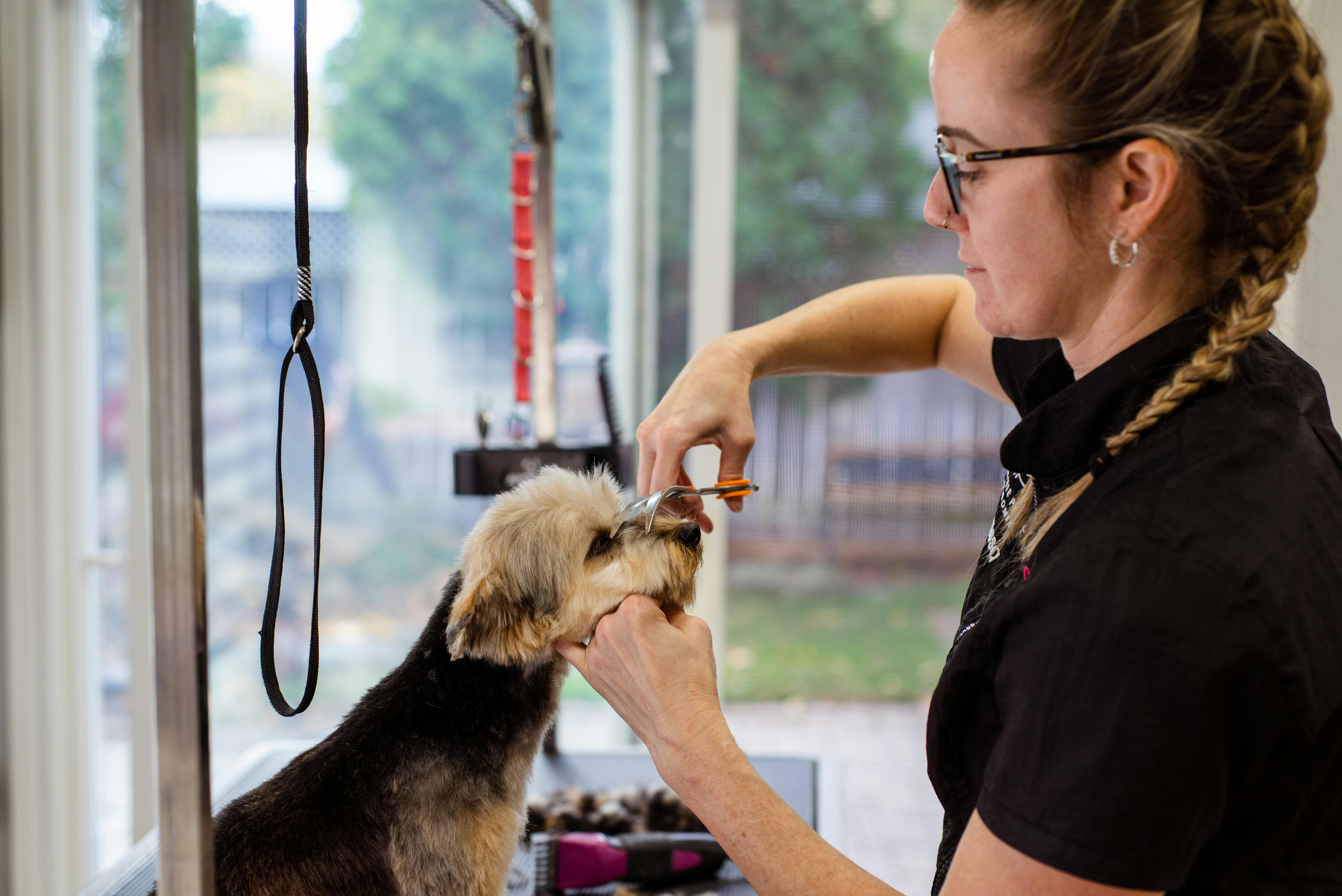 Profitable Absentee-Owned Dog Day Care in Northern Illinois