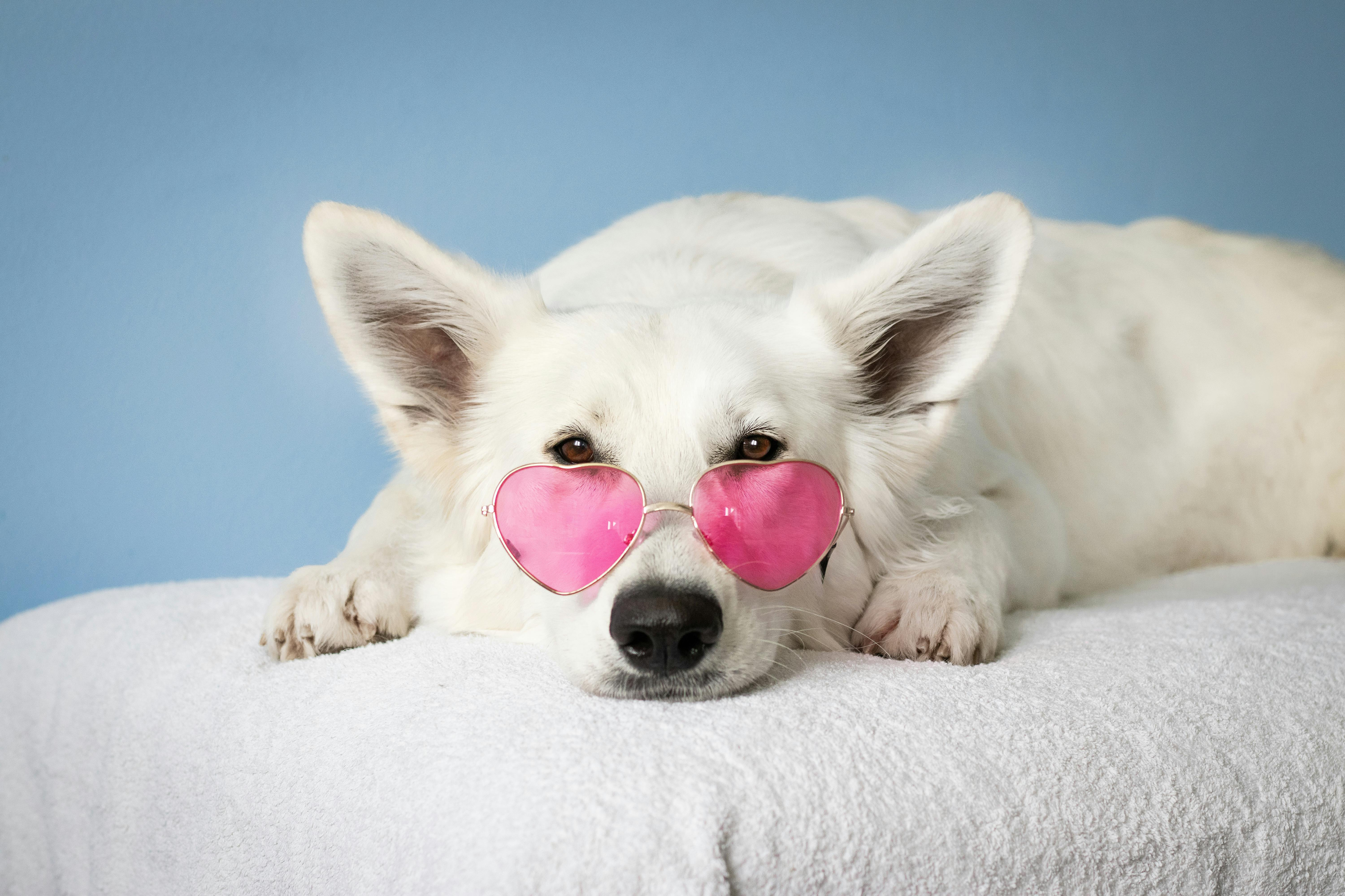 Best in show pet grooming business in North Georgia