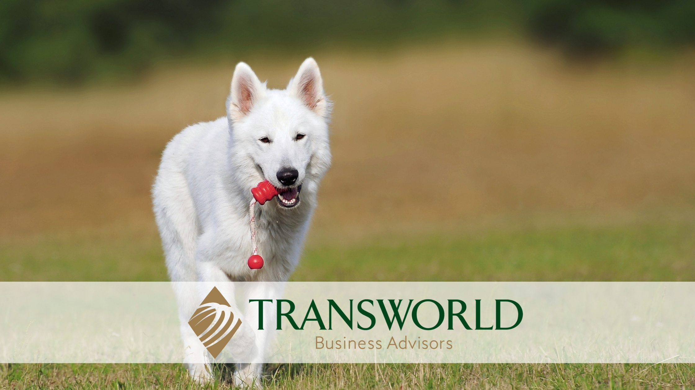 Fabulous Dog Training & Boarding Facility