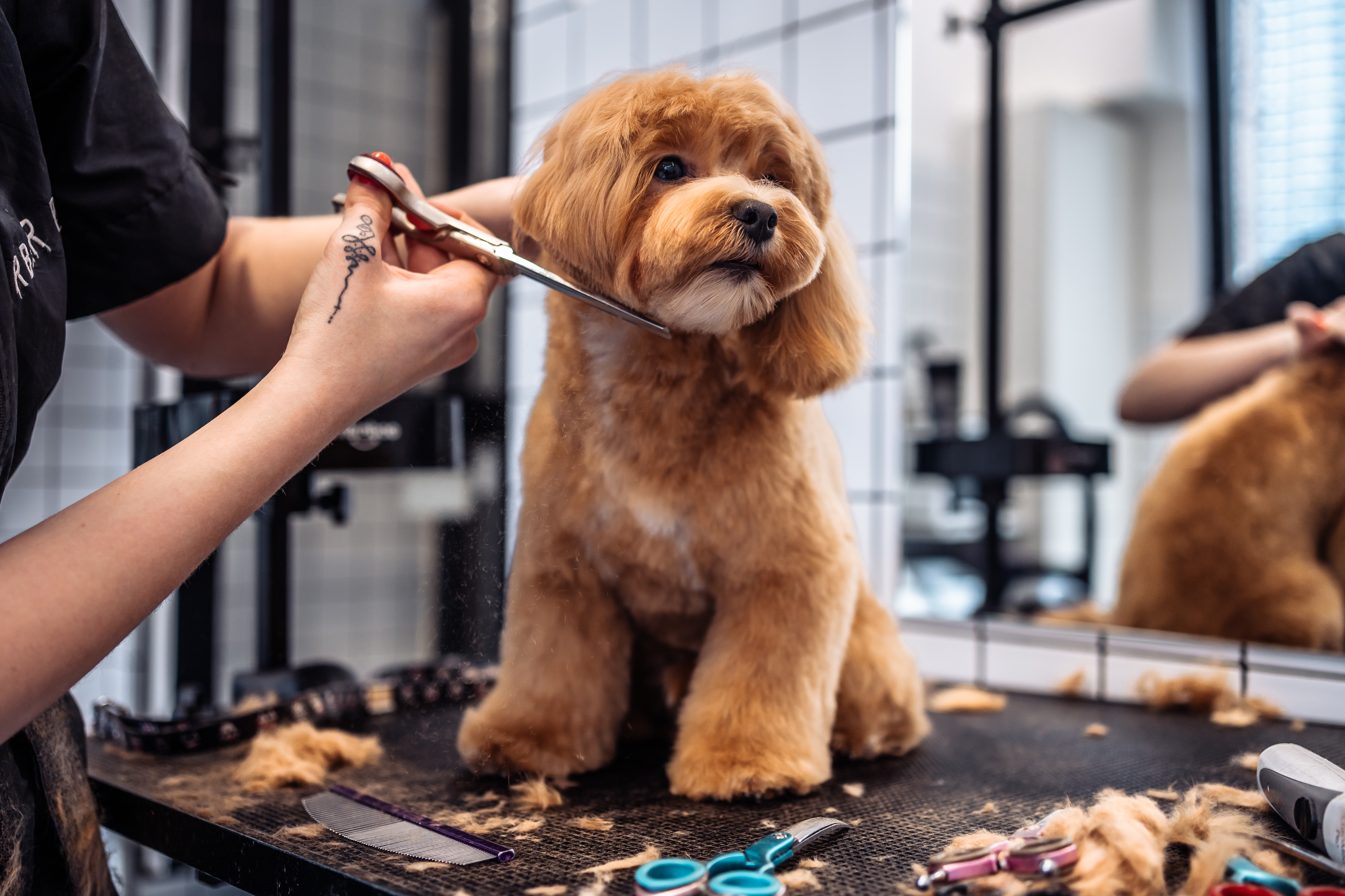Thriving Pet Grooming Salon in Affluent Town