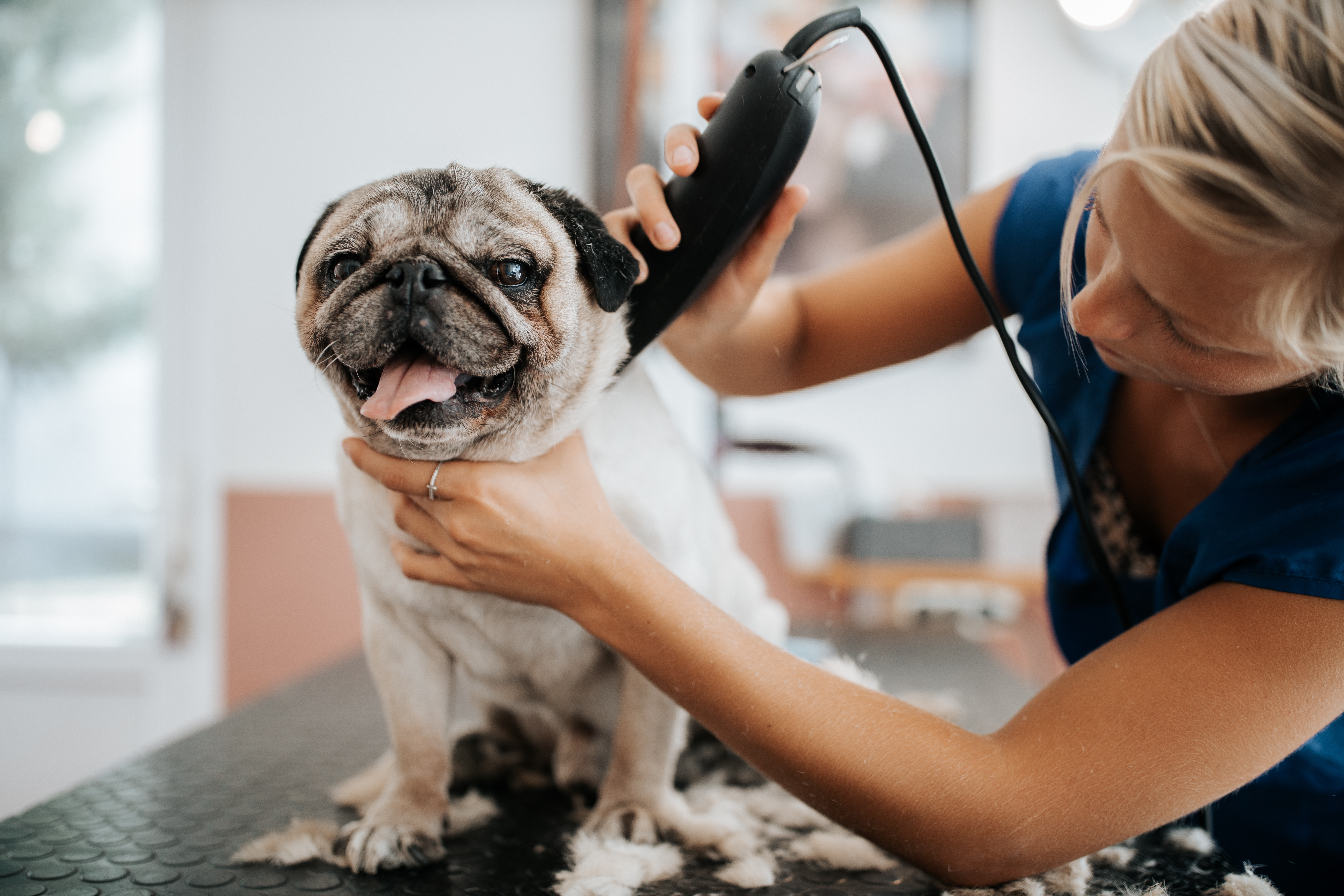 Well Established Pet Grooming Salon in an Affluent Town